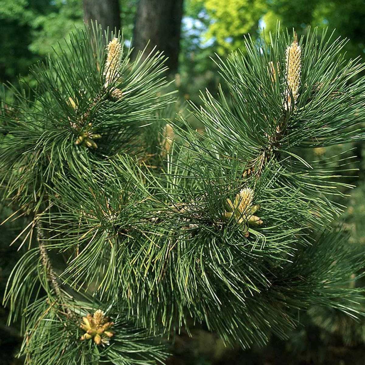 Pušis juodoji (Pinus nigra) 'Nigra'