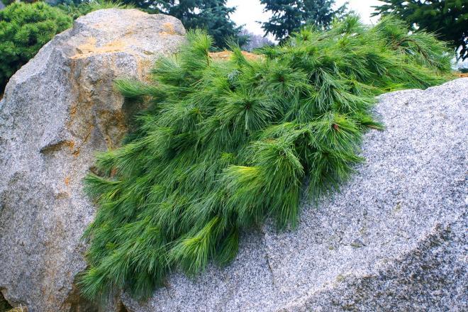 Pušis veimutinė (Pinus strobus) 'Niagara Falls'