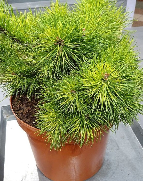 Pušis kablelinė (Pinus uncinata) 'Tukan'