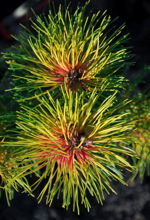 Pušis kablelinė (Pinus uncinata) 'Tukan'