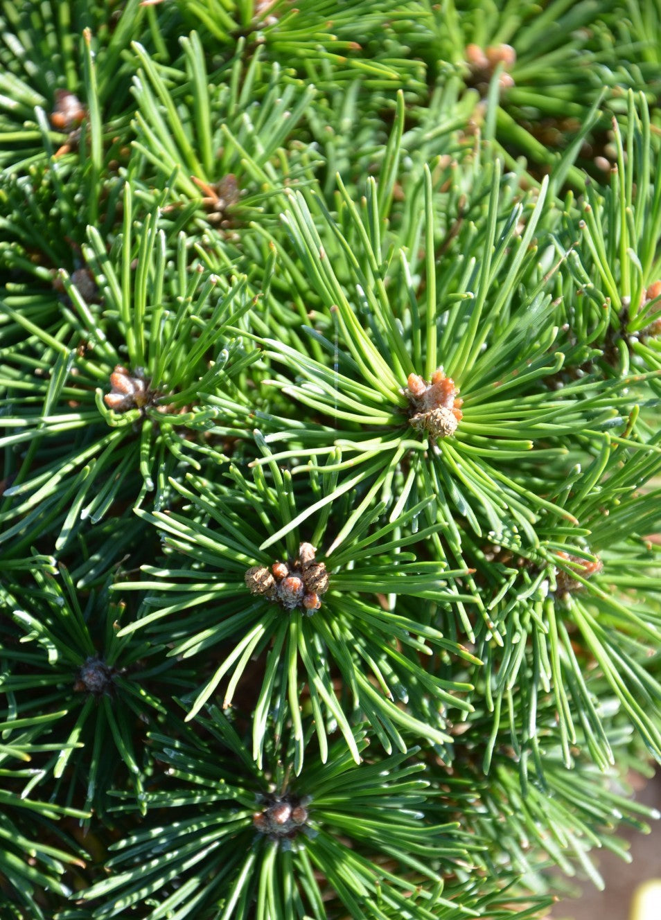 Pušis kablelinė (Pinus uncinata) 'Wiel' Pa