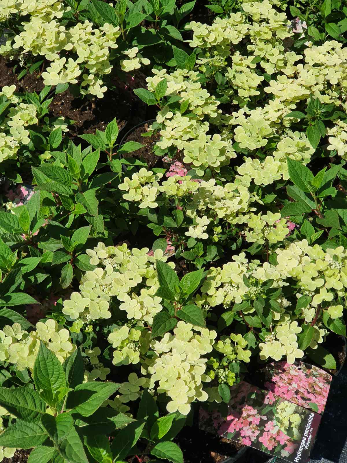 Hortenzija šluotelinė (Hydrangea paniculata) 'Polestar'