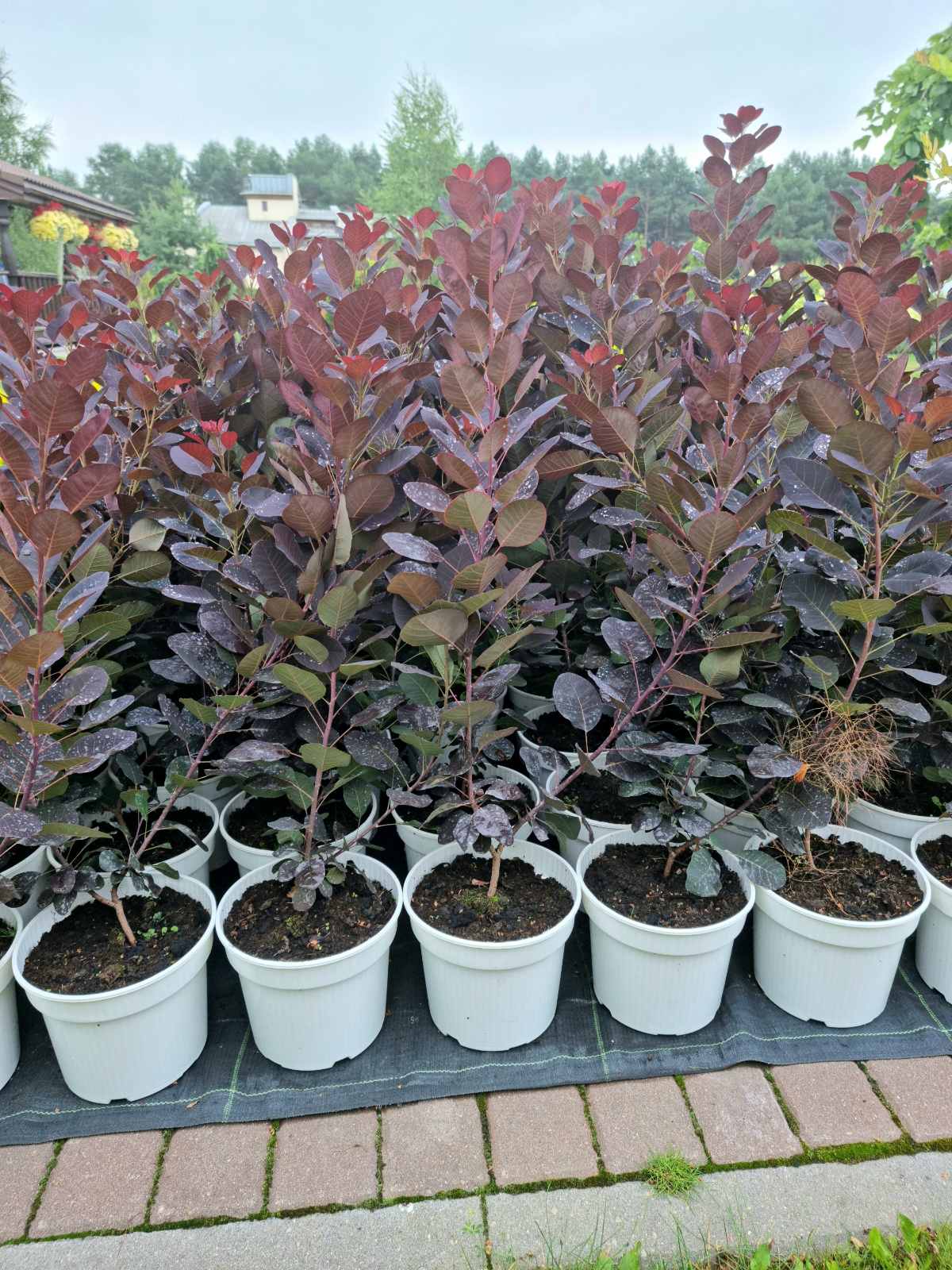 Pūkenis europinis (Cotinus coggygria) 'Royal Purple'