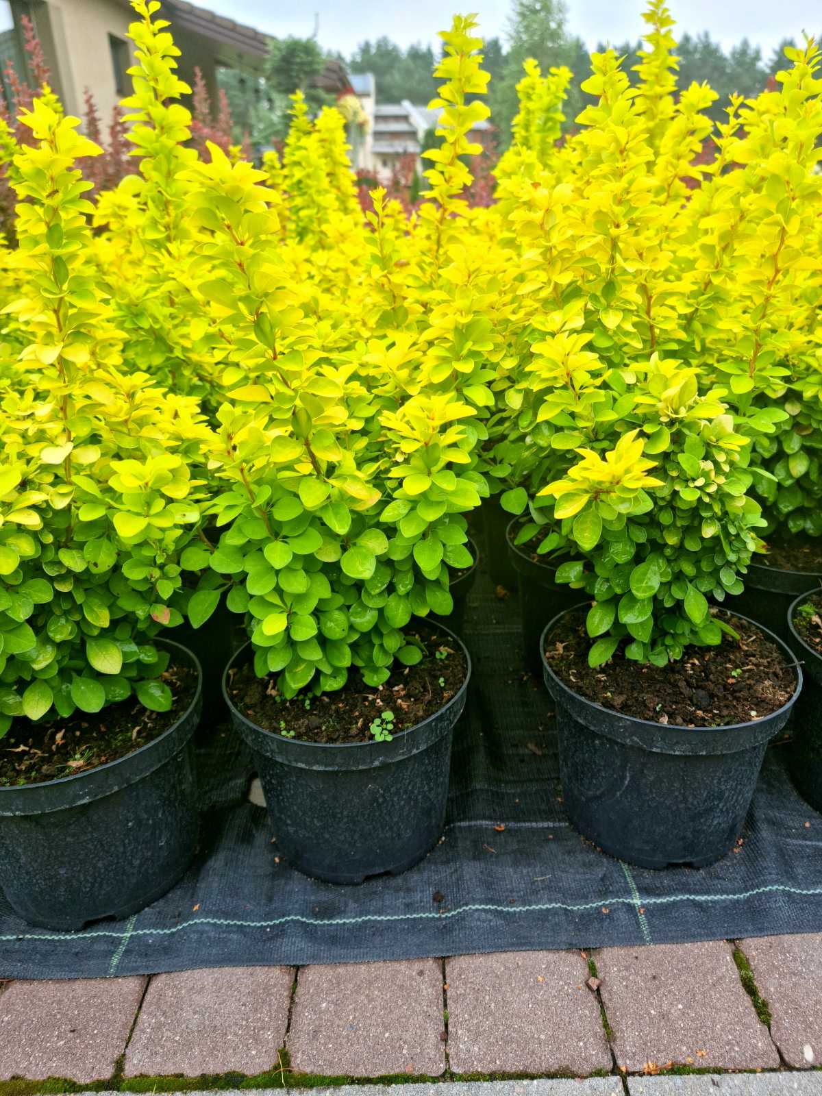 Raugerškis tunbergo (Berberis thunbergii) 'Maria'