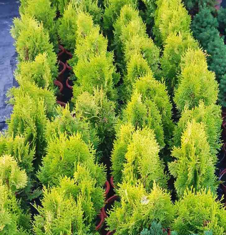 Tuja rytinė (Thuja orientalis) 'Aurea Nana'