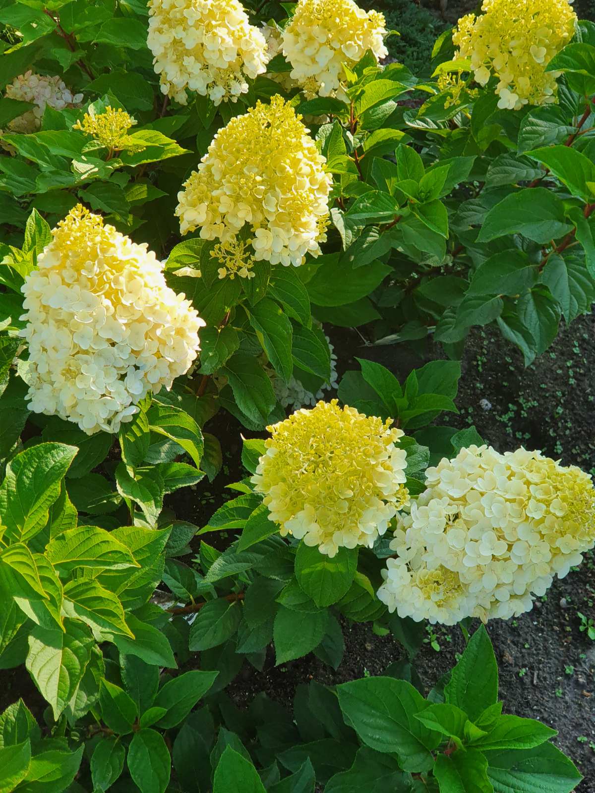 Hortenzija šluotelinė (Hydrangea paniculata) 'Silver Dollar'