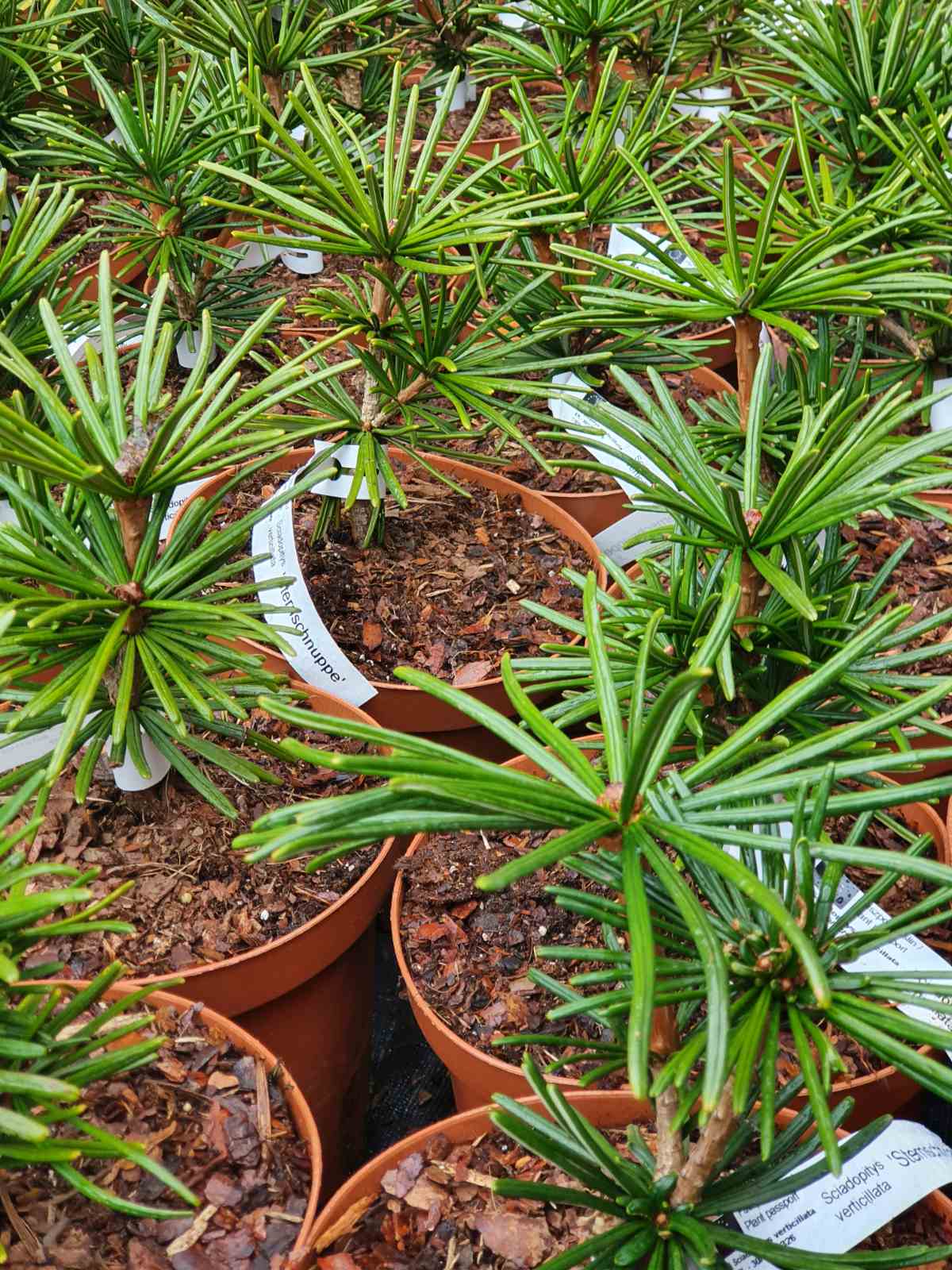 Skėtkėnis mentūrinis (Sciadopitys verticillata)