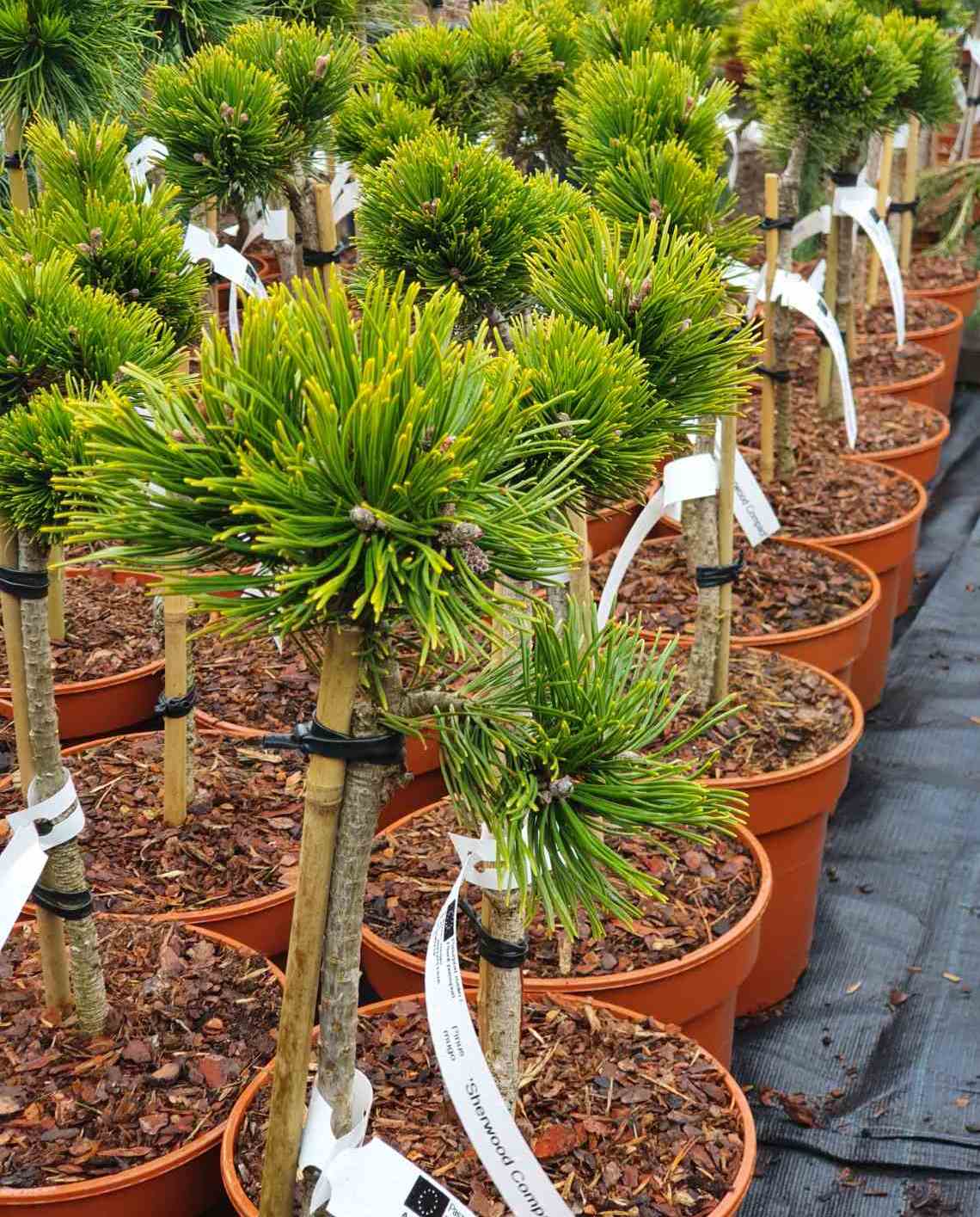 Pušis kalninė (Pinus mugo) 'Sherwood Compact' Pa