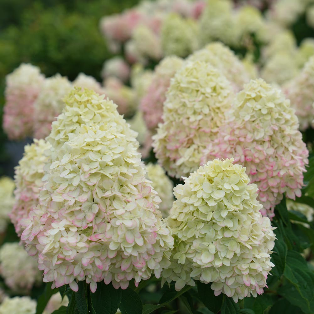 Hortenzija šluotelinė (Hydrangea paniculata) 'Limelight'