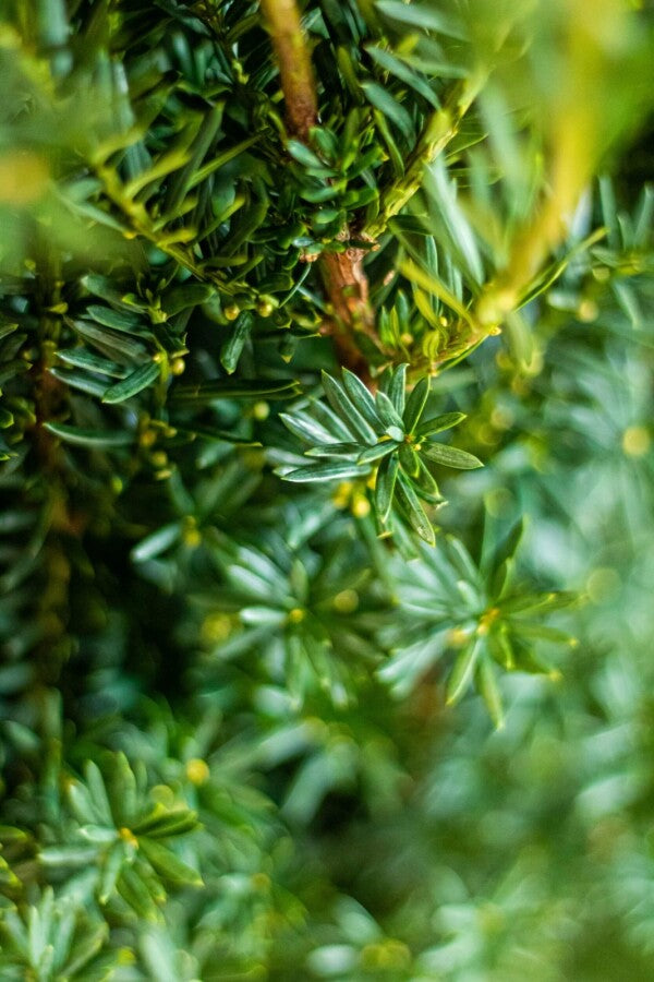 Kukmedis tarpinis (Taxus media) 'Hillii'