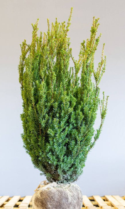 Kukmedis tarpinis (Taxus media) 'Hillii'