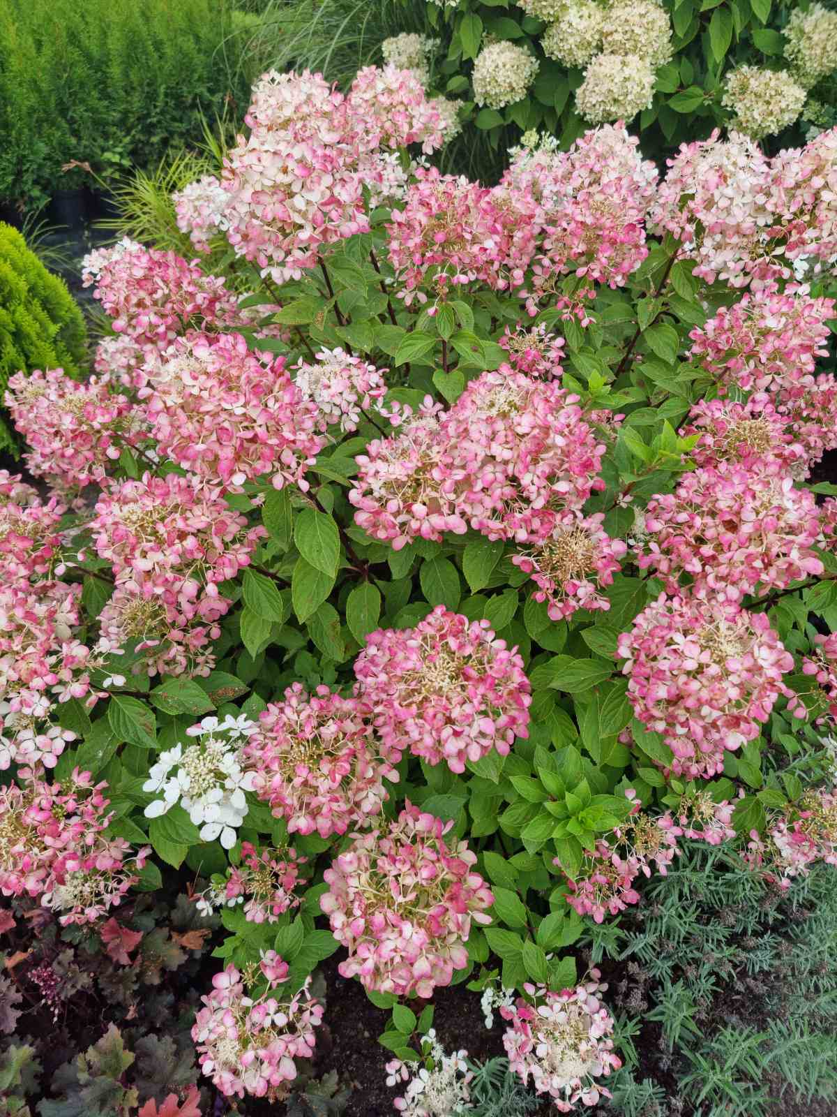 Hortenzija šluotelinė (Hydrangea paniculata) 'Vanille Fraise'