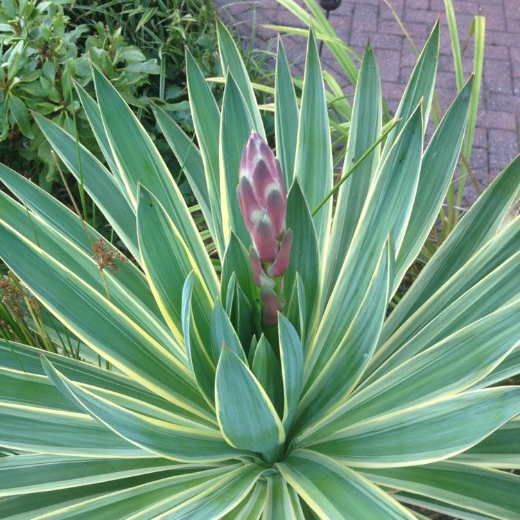 Juka didingoji (Yucca gloriosa) 'Variegata'