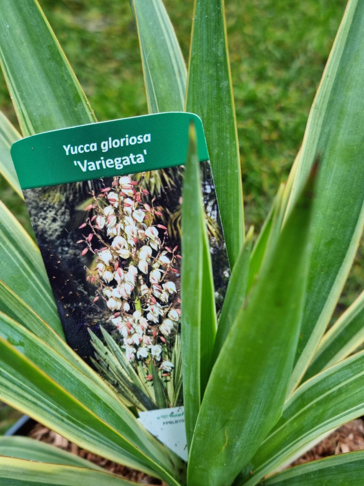 Juka didingoji (Yucca gloriosa) 'Variegata'