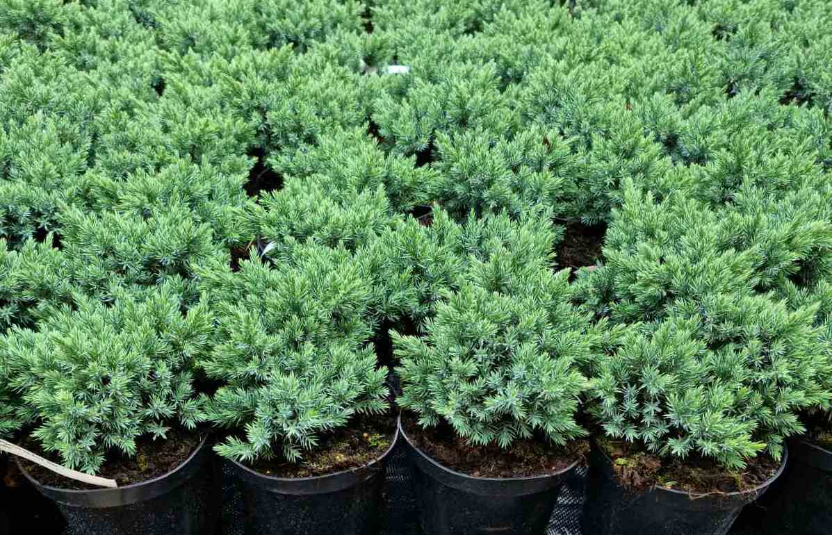 Kadagys žvynuotasis (Juniperus squamata) ‘Holger’