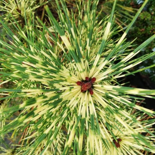 Pušis gausiažiedė (Pinus densiflora) 'Rainbow'