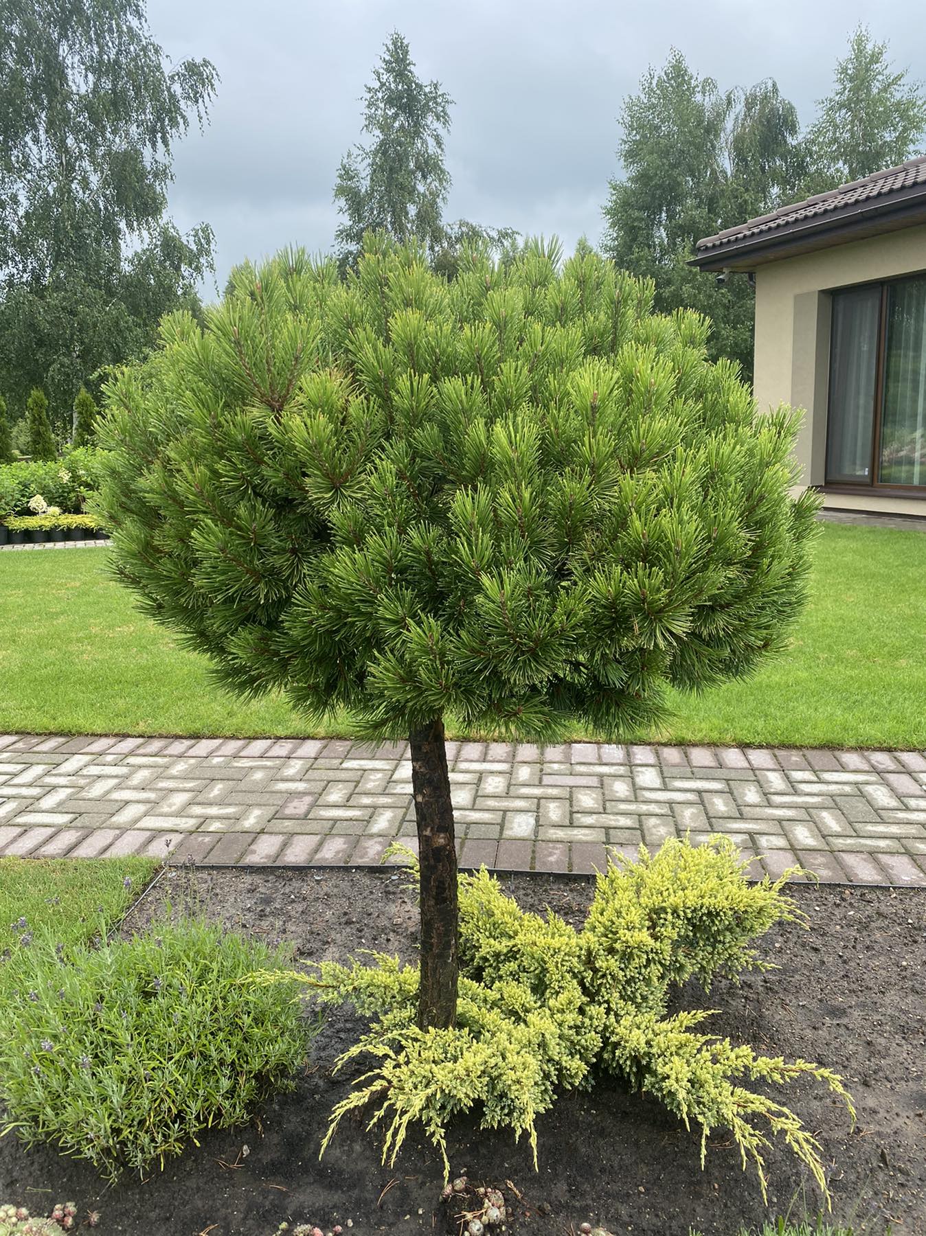 Pušis kalninė (Pinus mugo) 'Winter Gold' Pa