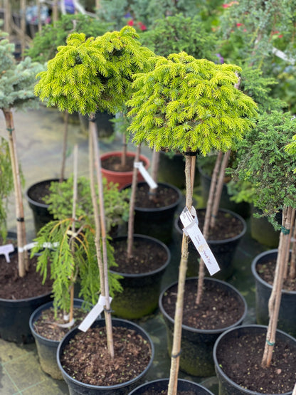 Eglė serbinė (Picea omorika) 'Peve Tijn' Pa