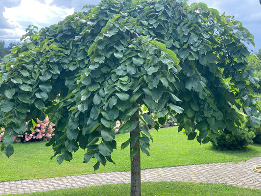 Guoba (Ulmus glabra) 'Pendula'