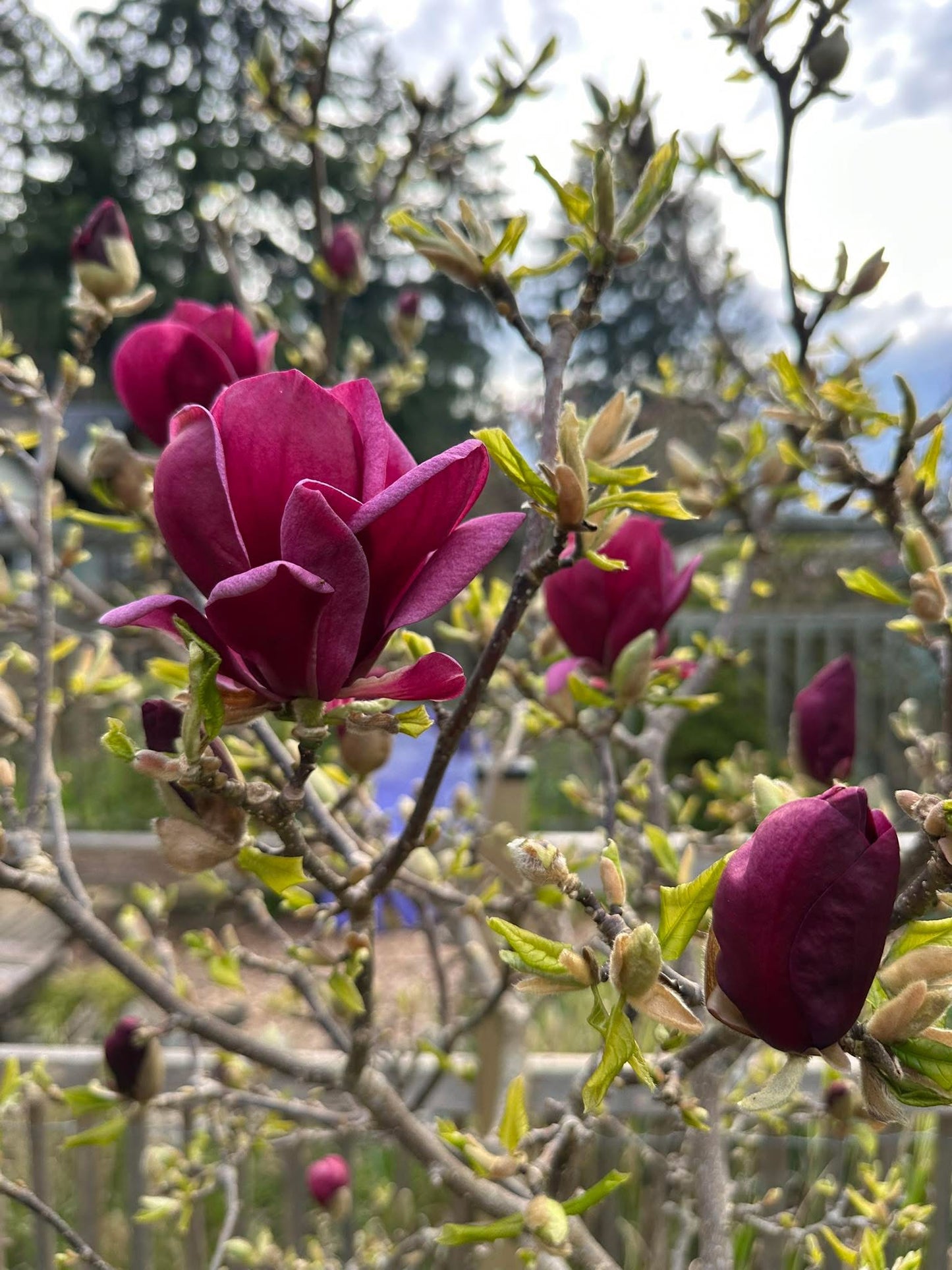 Magnolija sulanžo (Magnolia soulangeana) 'Genie'