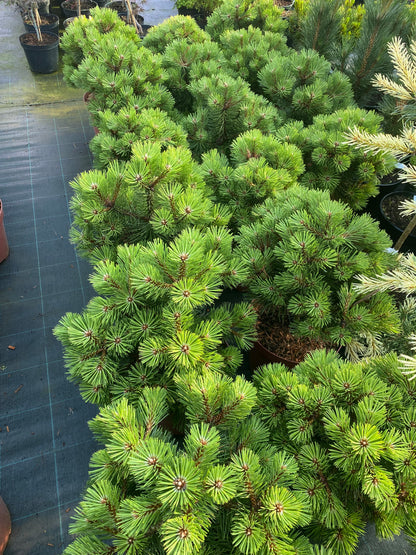Pušis juodoji (Pinus nigra) 'Hornibrookiana'
