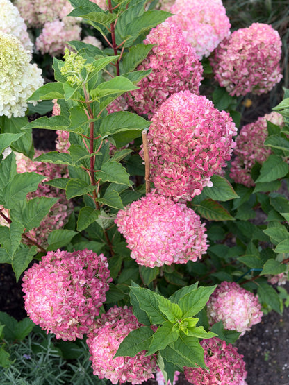 Hortenzija šluotelinė (Hydrangea paniculata) Living 'Pink & Rose'
