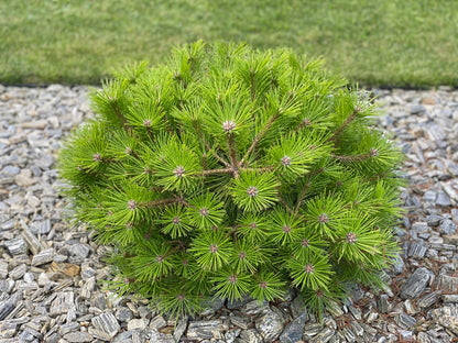 Pušis gausiažiedė (Pinus densiflora) 'Low Glow'