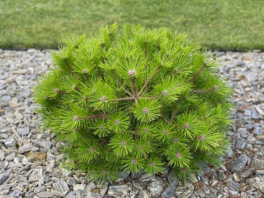 Pušis gausiažiedė (Pinus densiflora) 'Low Glow'