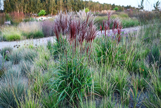 Miskantas kininis (Miscanthus sinensis) 'Piccolo Rubino'