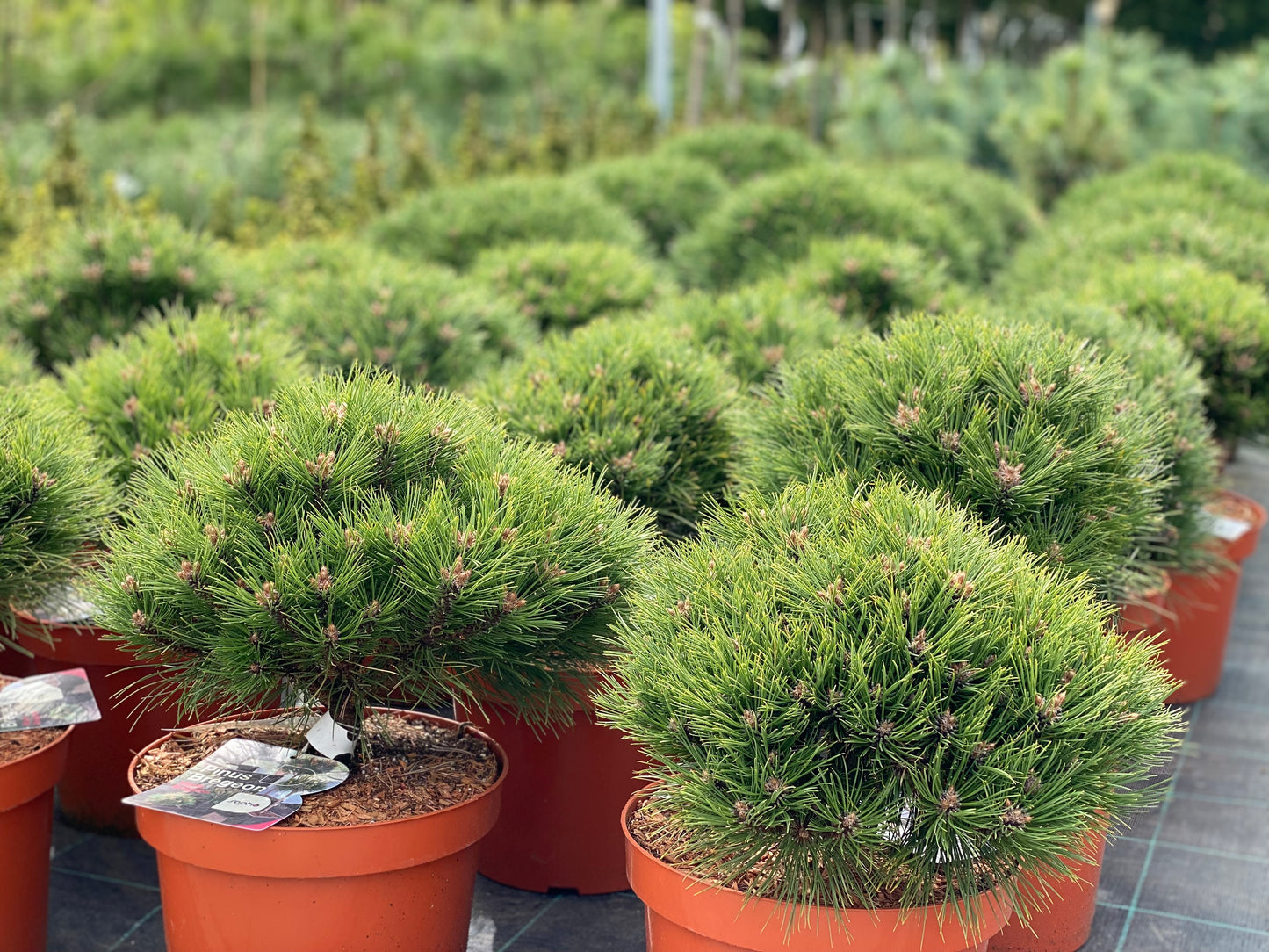 Pušis juodoji (Pinus nigra) 'Marie Bregeon’