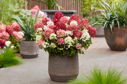 Hortenzija šluotelinė (Hydrangea paniculata) Groundbreaker 'Ruby'
