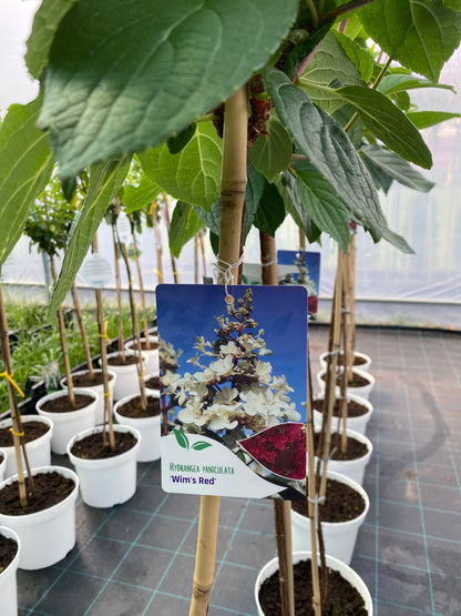 Stiebinė hortenzija šluotelinė (Hydrangea paniculata) 'Wims Red' Pa