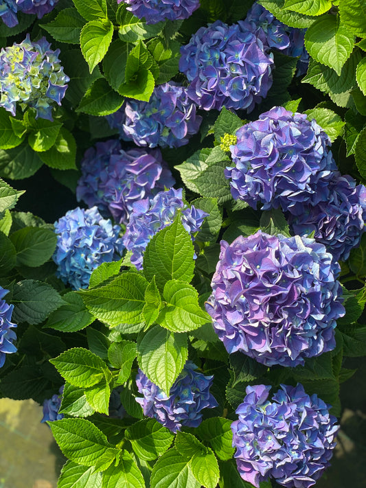 Hortenzija didžialapė (Hydrangea macrophylla) 'Early Blue'