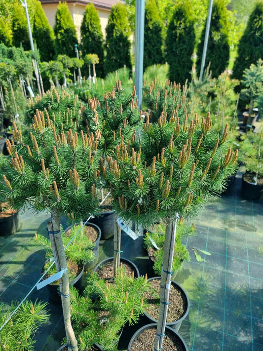 Pušis kablelinė (Pinus uncinata) 'Nana' Pa