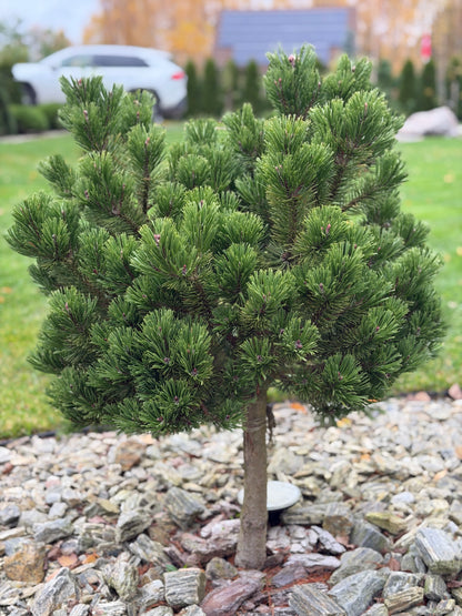 Pušis kalninė (Pinus mugo) 'Sherwood Compact' Pa