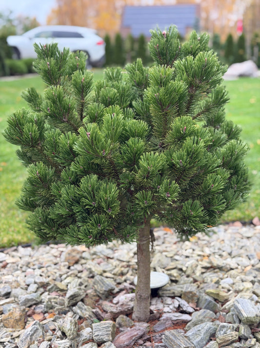 Pušis kalninė (Pinus mugo) 'Sherwood Compact' Pa