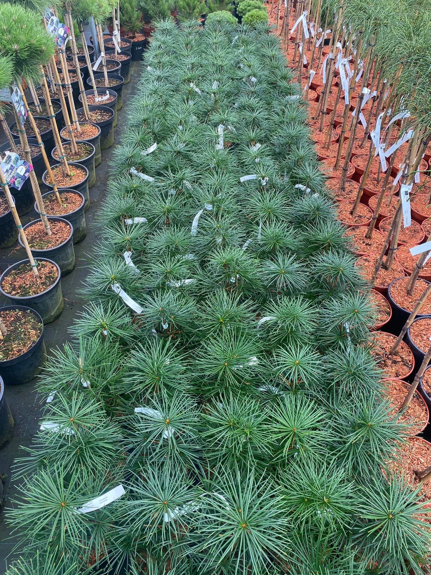 Skėtkėnis mentūrinis (Sciadopitys verticillata)