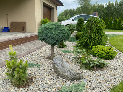Kadagys žvynuotasis (Juniperus squamata) 'Blue Star' Pa