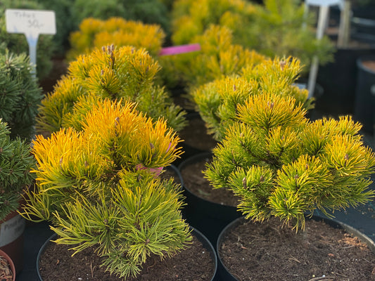 Pušis kalninė (Pinus mugo) 'Carstens Wintergold’