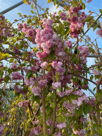 Vyšnia dekoratyvinė (Prunus) 'Kiku-shidare-zakura'
