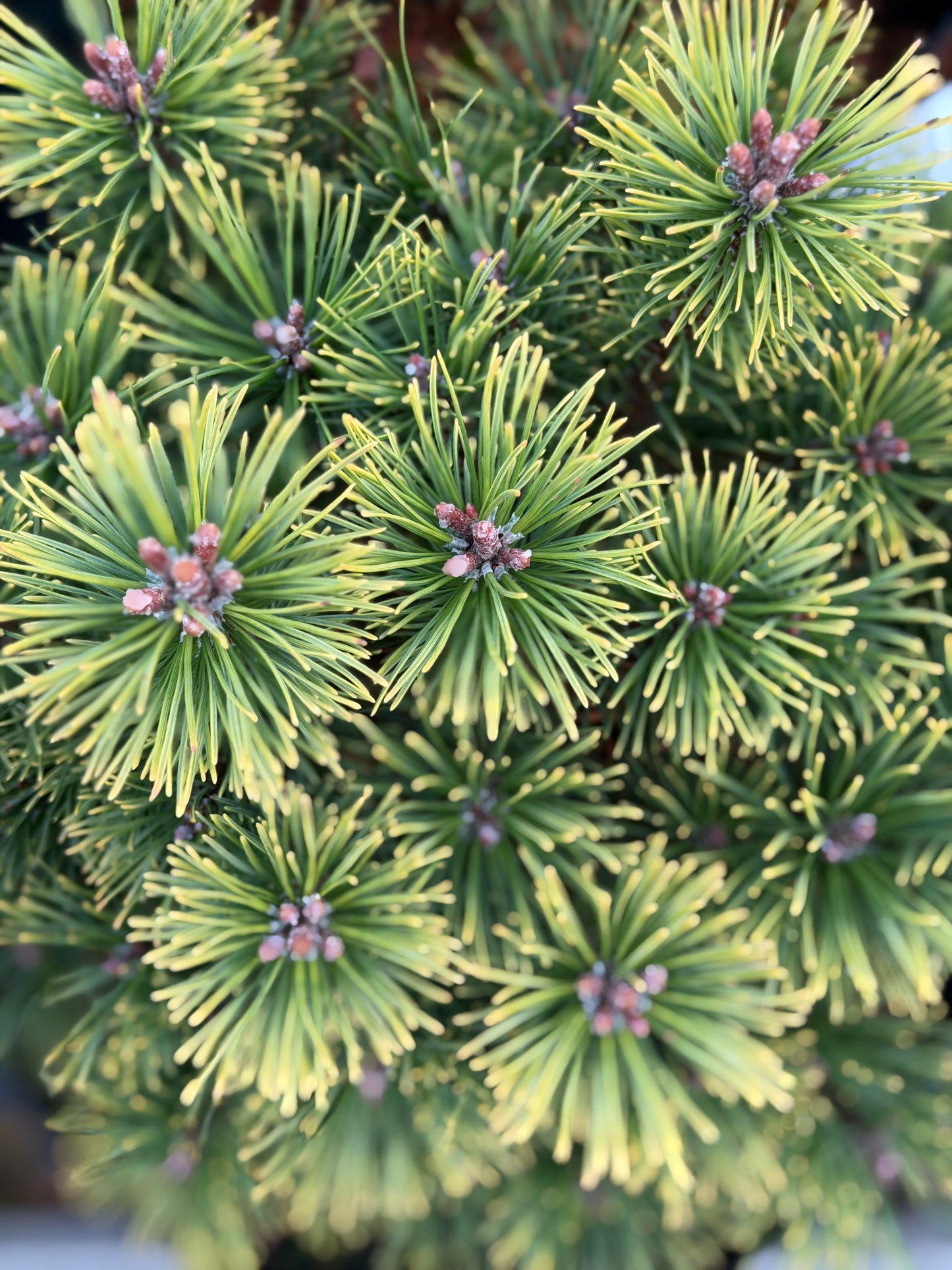 Pušis kalninė (Pinus mugo) 'Ophir'