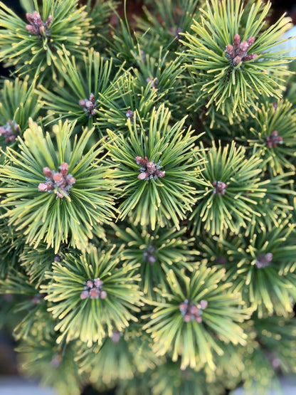 Pušis kalninė (Pinus mugo) 'Ophir'