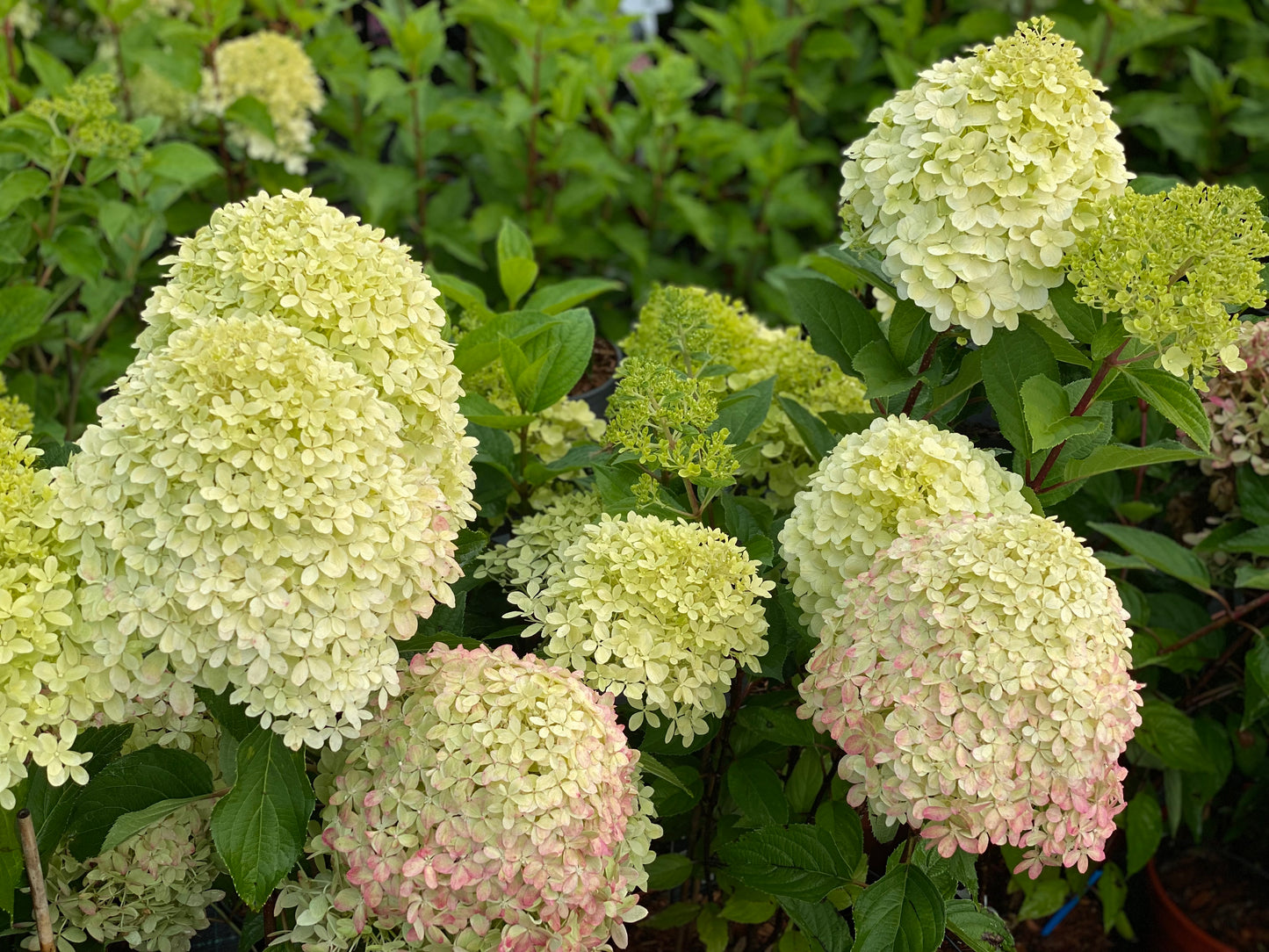 Hortenzija šluotelinė (Hydrangea paniculata) Living 'Royal Flower'