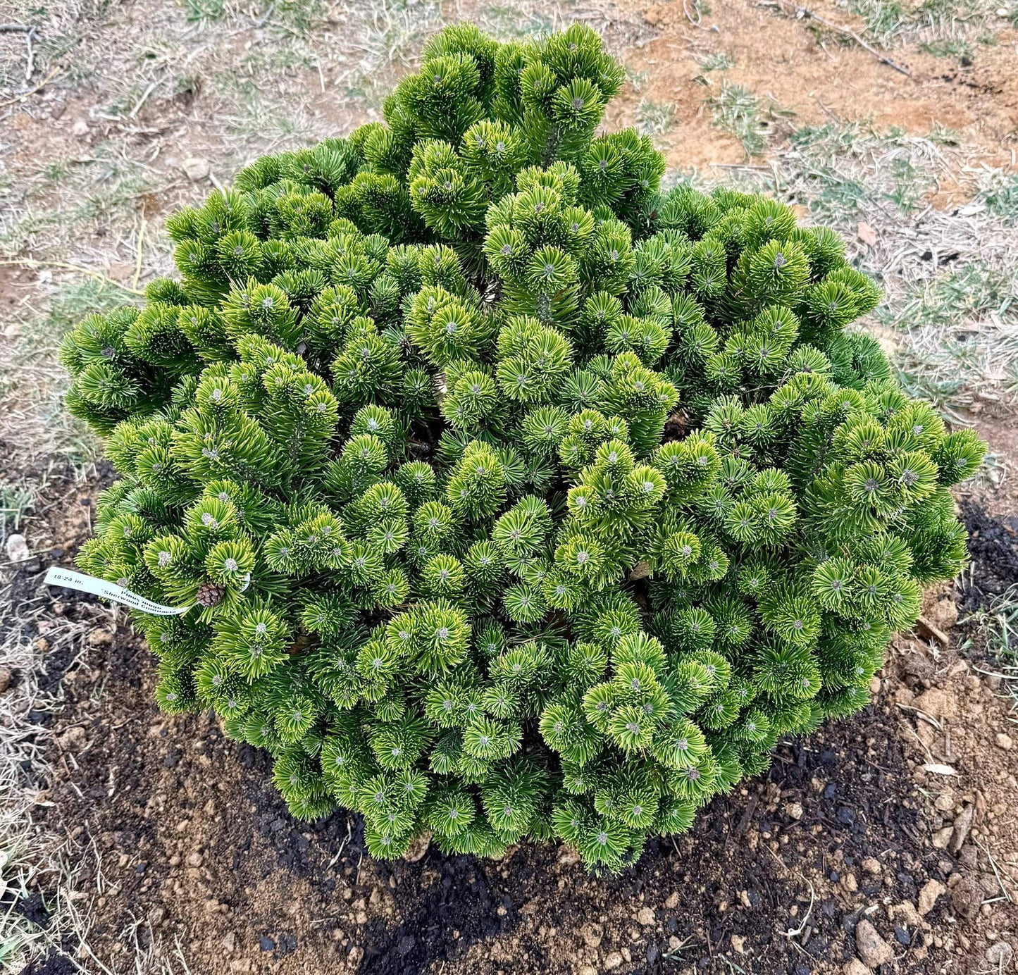 Pušis kalninė (Pinus mugo) 'Sherwood Compact'