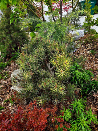 Pušis kalninė (Pinus mugo) 'Sunshine'