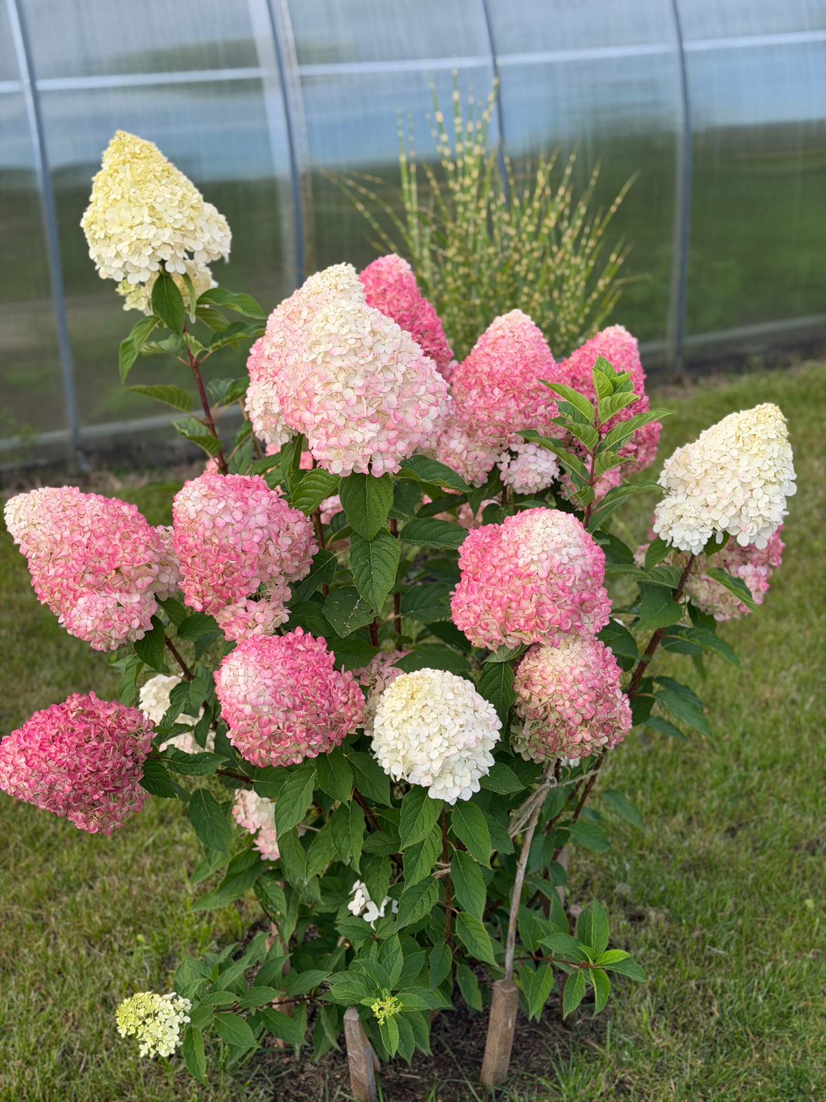 Hortenzija šluotelinė (Hydrangea paniculata) Living 'Pink & Rose'