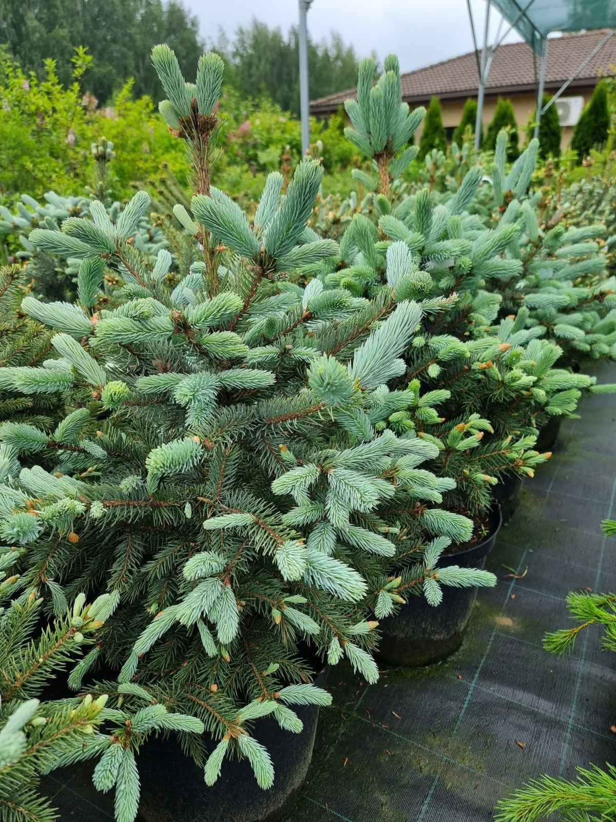 Eglė dygioji (Picea pungens) 'Super Blue'
