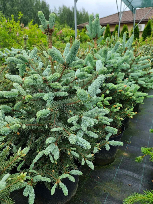 Eglė dygioji (Picea pungens) 'Super Blue'