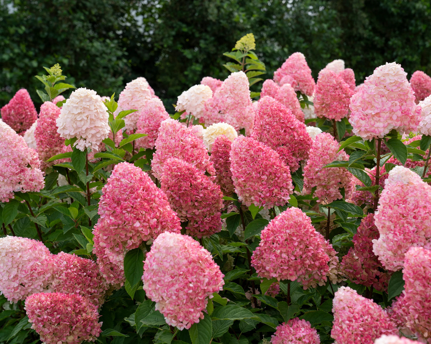 Hortenzija šluotelinė (Hydrangea paniculata) Living 'Pink & Rose'