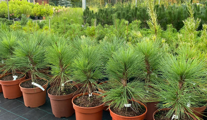 Pušis žefrėjaus (Pinus jeffreyi) 'Joppi'